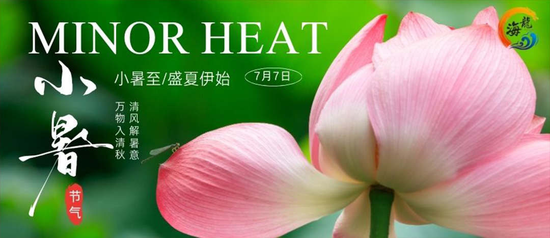今日小暑